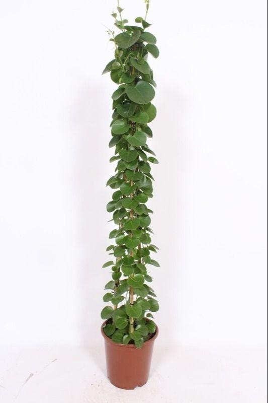 Горшечные цветы и растения оптом Cissus Rotundifolia Piramide от 1шт из Голландии с доставкой по России
