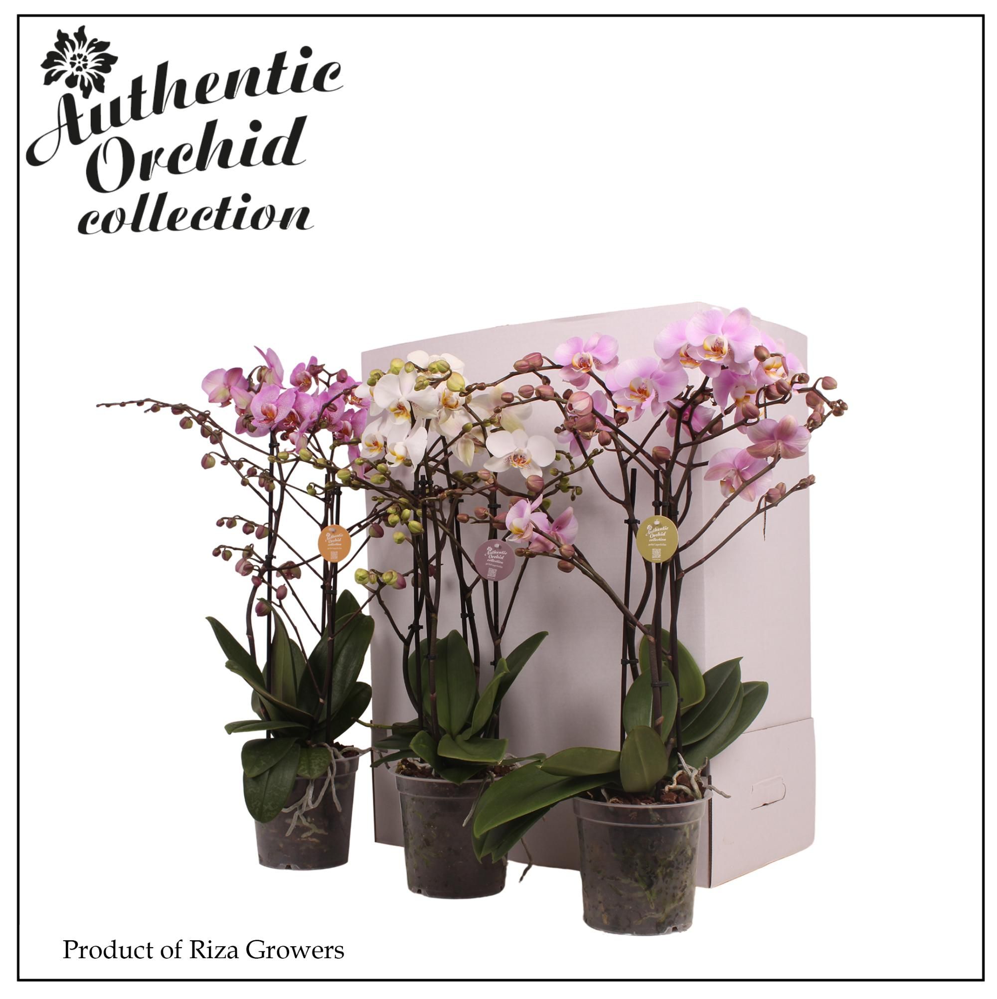 Горшечные цветы и растения оптом Phal 3st Marvellous Combination 20+ Authentic от 6шт из Голландии с доставкой по России