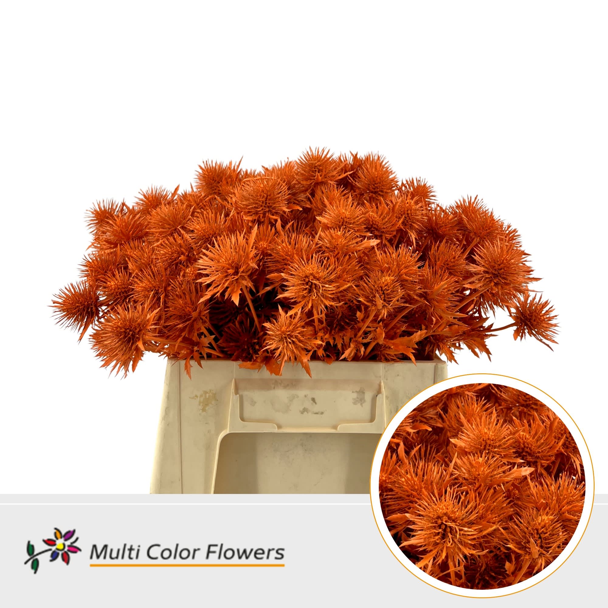 Срезанные цветы оптом Eryngium paint orange от 60шт из Голландии с доставкой по России