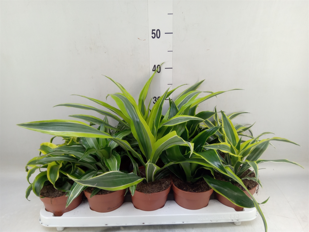 Горшечные цветы и растения оптом Dracaena   ...mix от 10шт' из Голландии с доставкой по России