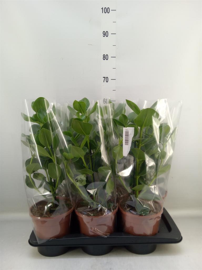 Горшечные цветы и растения оптом Clusia Princess от 6шт из Голландии с доставкой по России