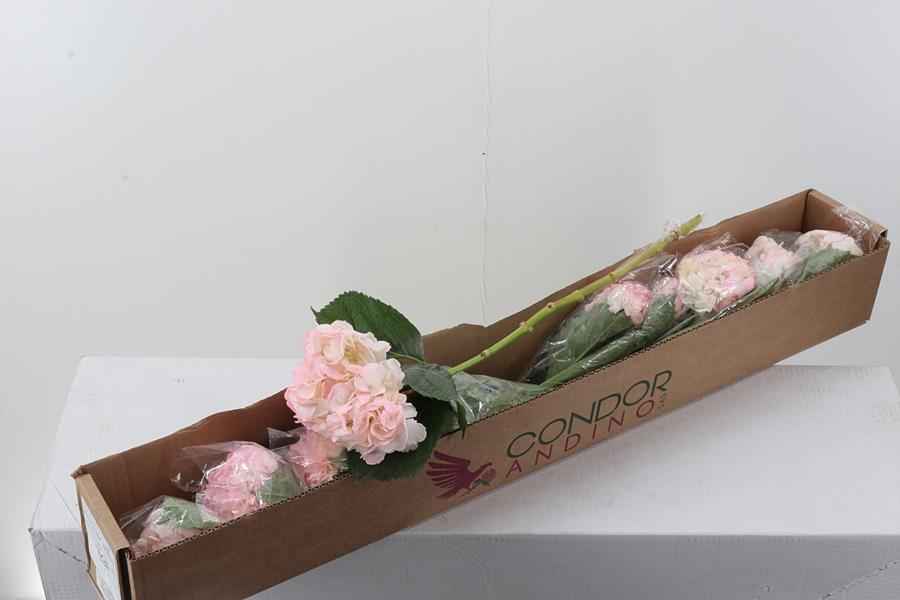 Срезанные цветы оптом Hydrangea box lightpink от 10шт из Голландии с доставкой по России