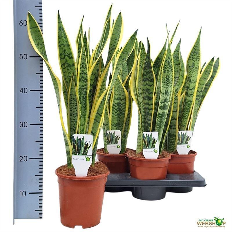 Горшечные цветы и растения оптом Sansev Laurentii от 4шт из Голландии с доставкой по России