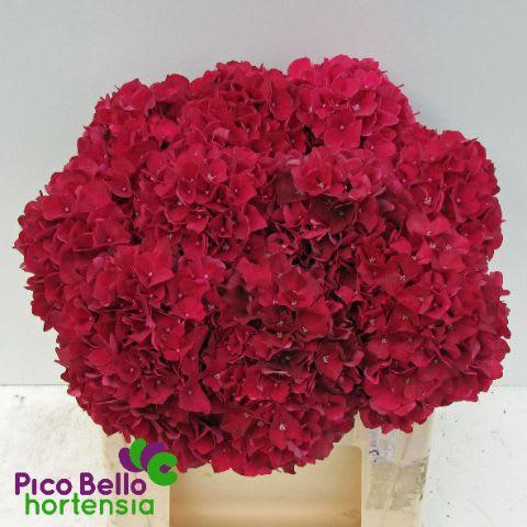 Срезанные цветы оптом Hydrangea mag ruby red от 10шт из Голландии с доставкой по России