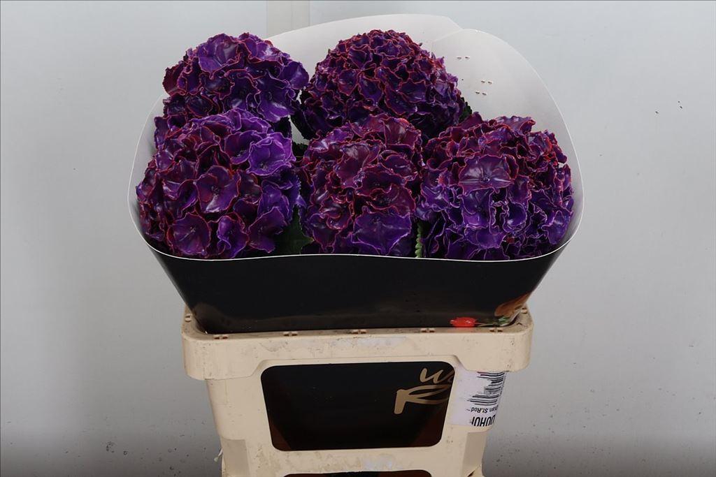 Срезанные цветы оптом Hydrangea wax purple от 5шт из Голландии с доставкой по России