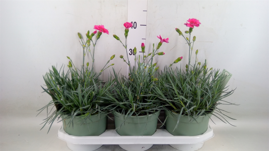 Горшечные цветы и растения оптом Dianthus   ... от 3шт из Голландии с доставкой по России