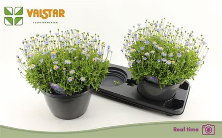 Горшечные цветы и растения оптом ** Feli Am Felicit Blue * Spring Deal * от 2шт из Голландии с доставкой по России