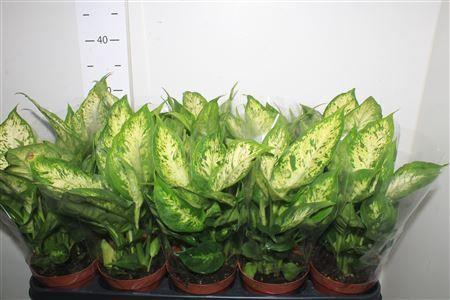 Горшечные цветы и растения оптом Dieffenbachi Compacta от 10шт из Голландии с доставкой по России Горшечные цветы и растения оптом Dieffenbachi Compacta от 10шт из Голландии с доставкой по России