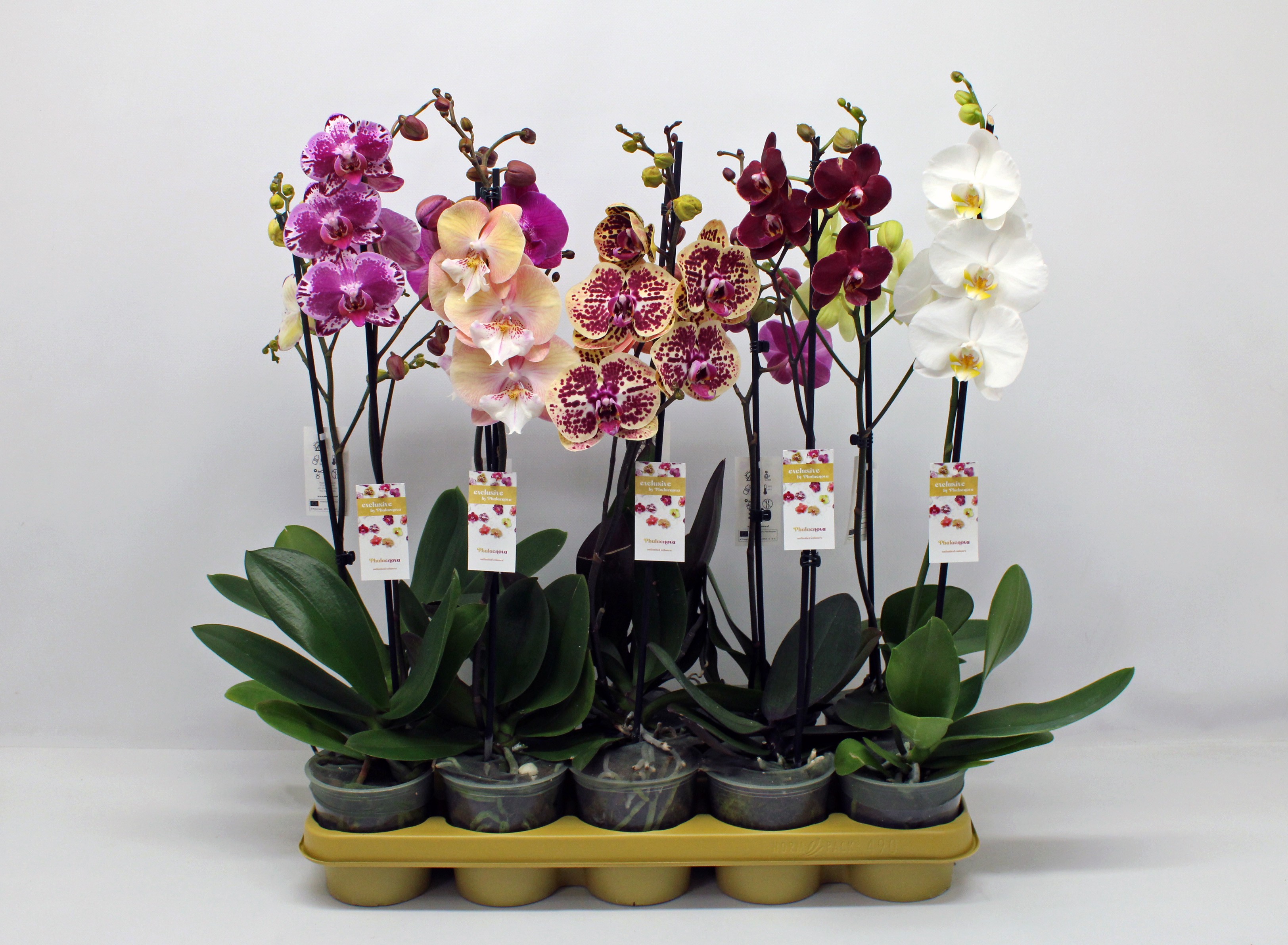 Горшечные цветы и растения оптом Phal 1st Mix 6+ (phalaenova) 8718 от 10шт из Голландии с доставкой по России