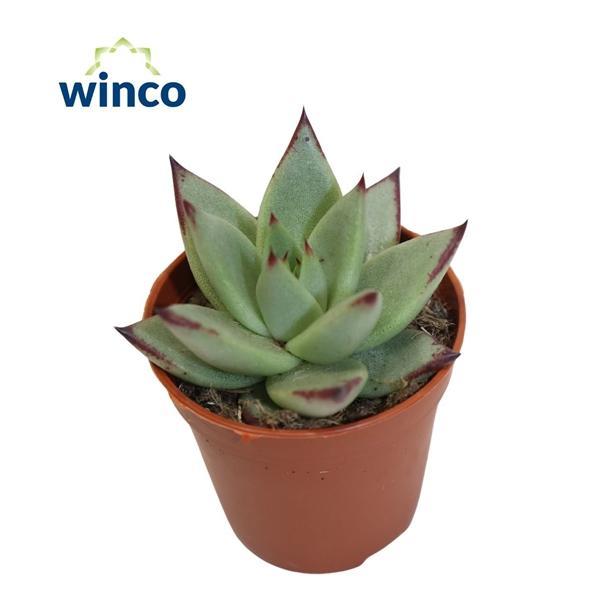 Горшечные цветы и растения оптом Echeveria Sirius от 20шт (для телеги) из Голландии с доставкой по России