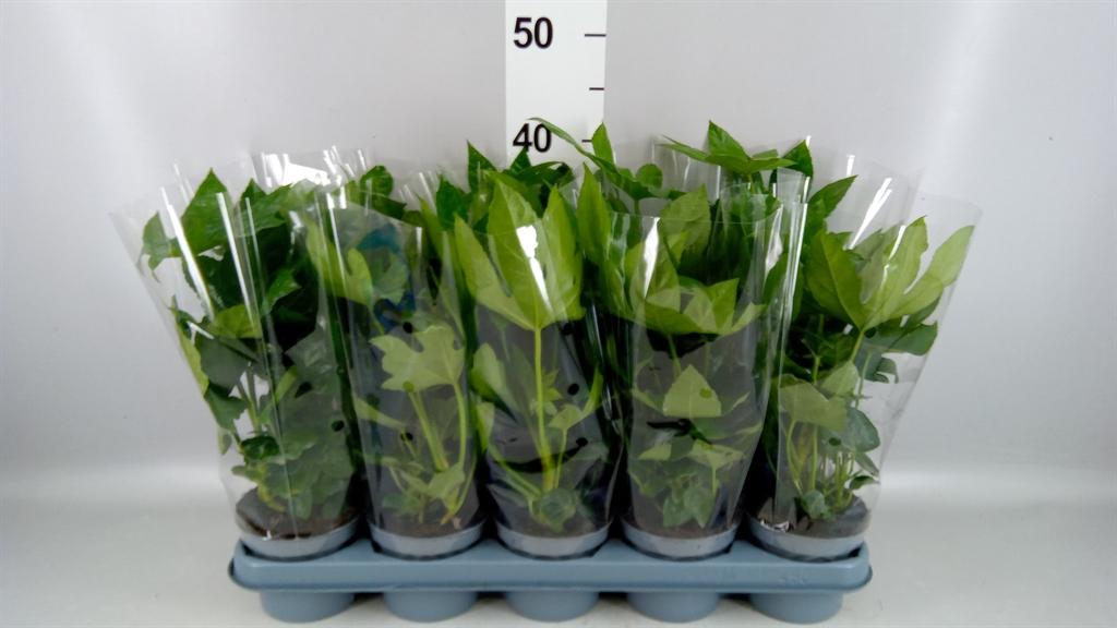 Горшечные цветы и растения оптом Fatsia Japonica от 10шт из Голландии с доставкой по России