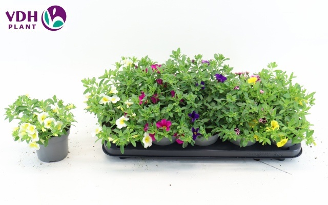 Горшечные цветы и растения оптом Calib Gem от 10шт из Голландии с доставкой по России