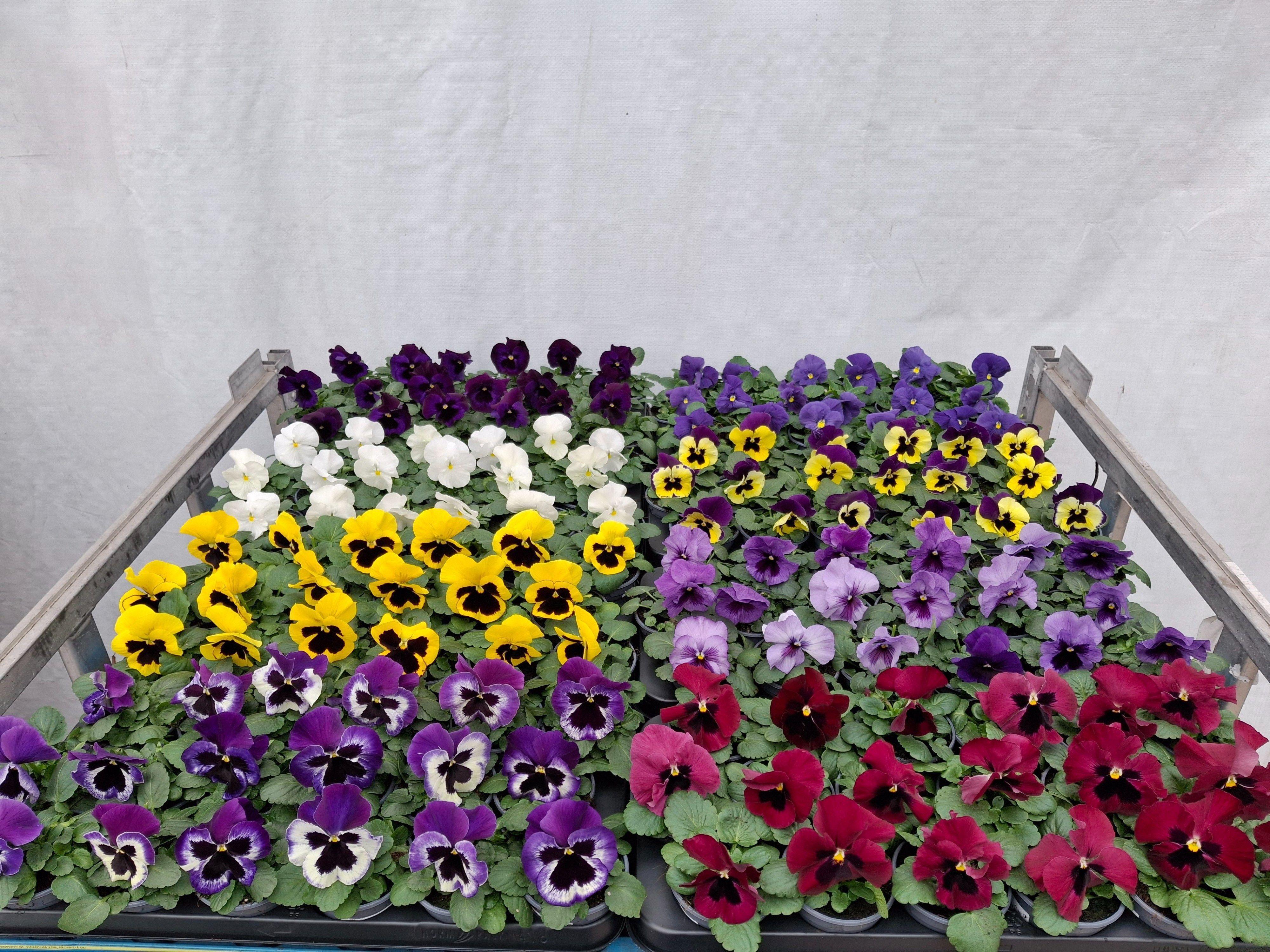 Горшечные цветы и растения оптом Vio Wi Delta Gem от 18шт (для телеги) из Голландии с доставкой по России