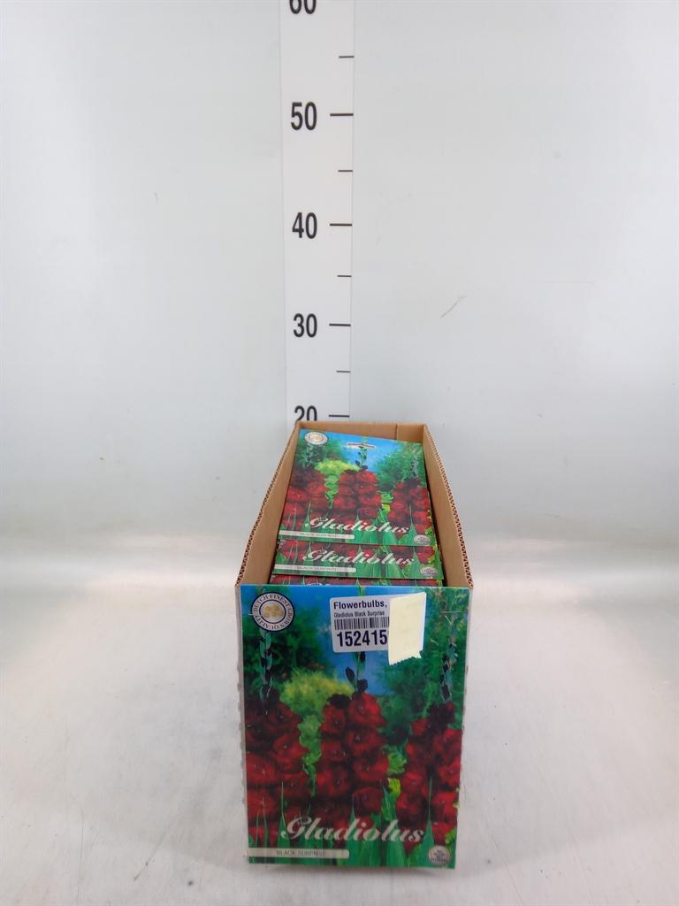 Горшечные цветы и растения оптом Flowerbulbs, Corns Or Tubers   ... от 10шт' из Голландии с доставкой по России