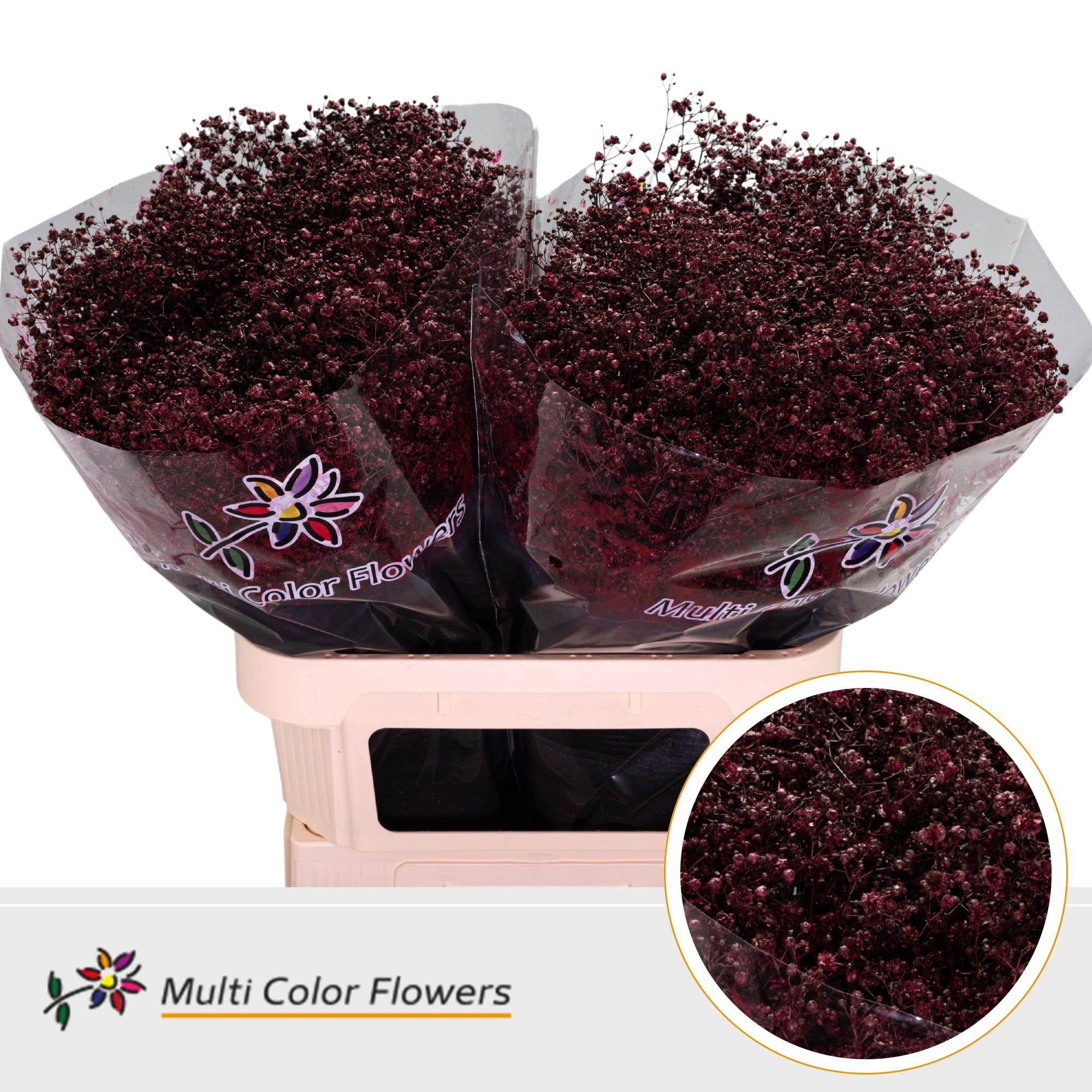 Срезанные цветы оптом Gyps large paint bordeaux от 50шт. из Голландии с доставкой по России