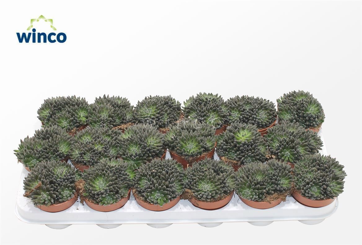 Горшечные цветы и растения оптом Sinocrassula Yunnane от 18шт (для телеги) из Голландии с доставкой по России