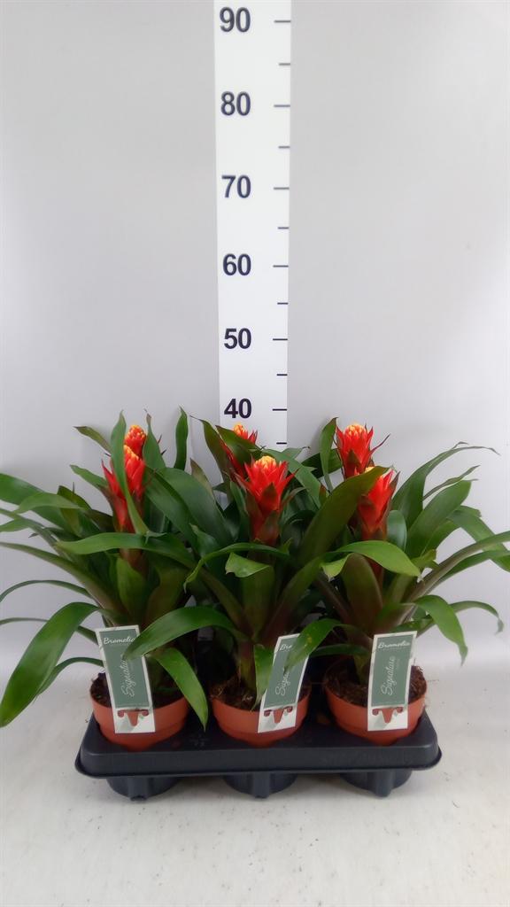 Горшечные цветы и растения оптом Guzmania happyness от 6шт из Голландии с доставкой по России