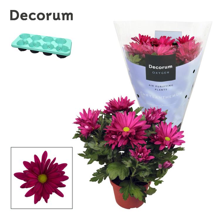 Горшечные цветы и растения оптом Chrys Margarita Purple (decorum) от 8шт из Голландии с доставкой по России