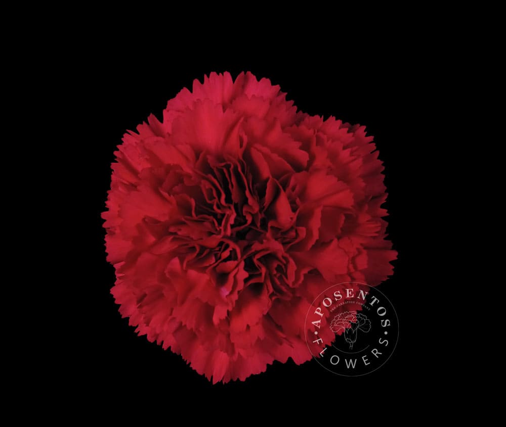 Срезанные цветы оптом Dianthus st don pedro от 240шт из Голландии с доставкой по России