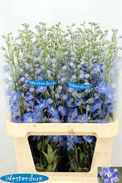 Срезанные цветы оптом Delphinium do kissi ocean blue от 40шт из Голландии с доставкой по России