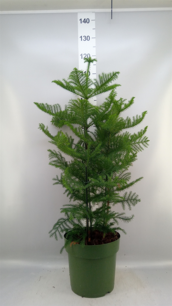 Горшечные цветы и растения оптом Araucaria Heterophylla от 1шт из Голландии с доставкой по России