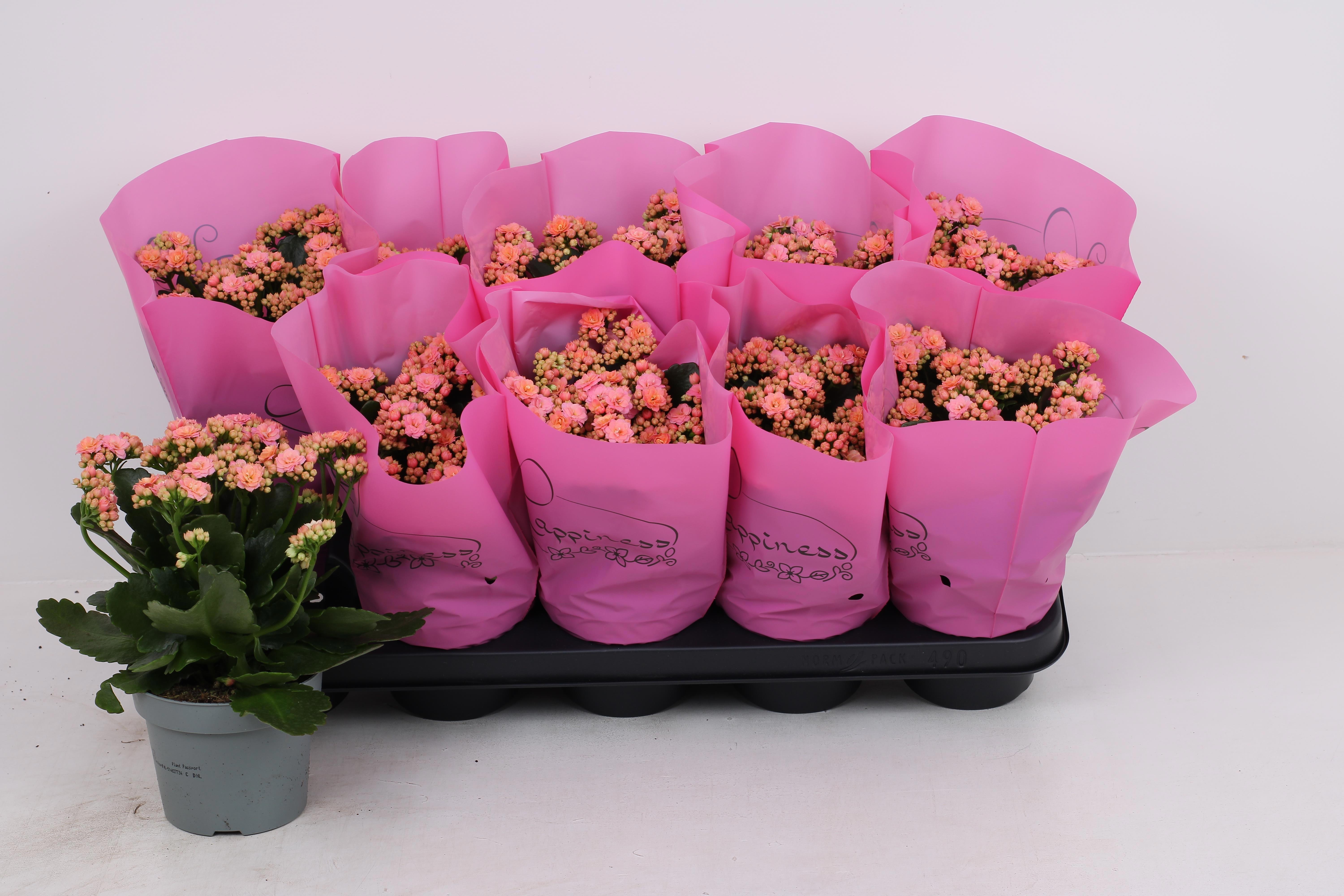 Горшечные цветы и растения оптом Kal Ge Perfecta Pink от 10шт из Голландии с доставкой по России