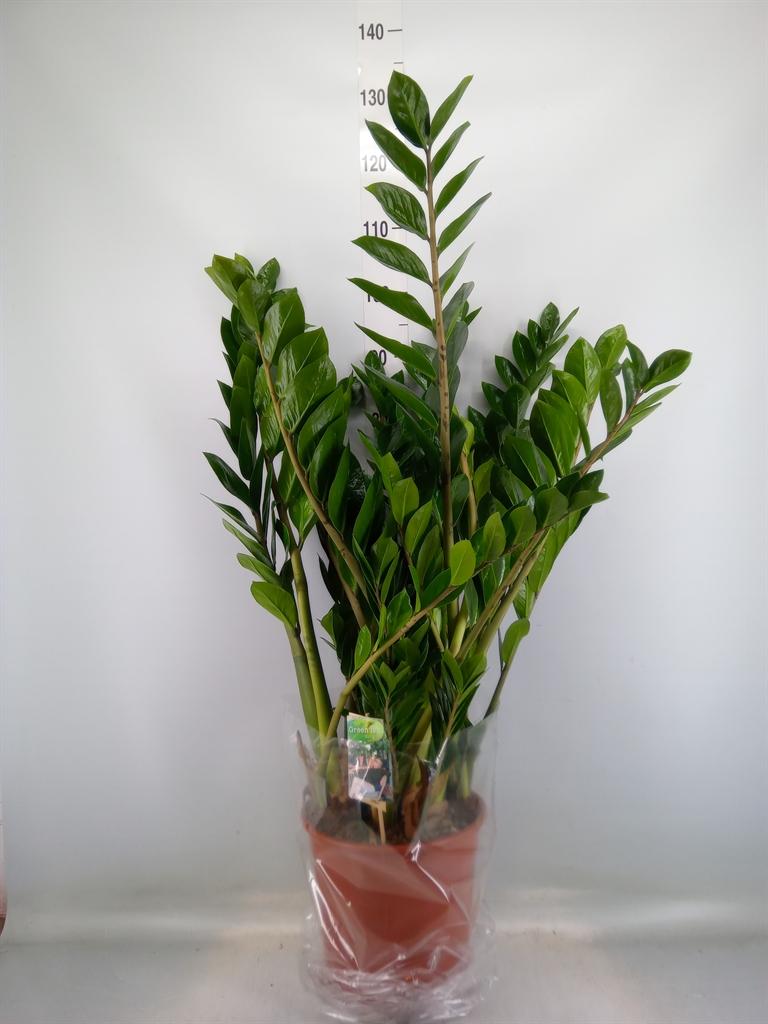 Горшечные цветы и растения оптом Zamioculcas Zamiifolia от 1шт из Голландии с доставкой по России
