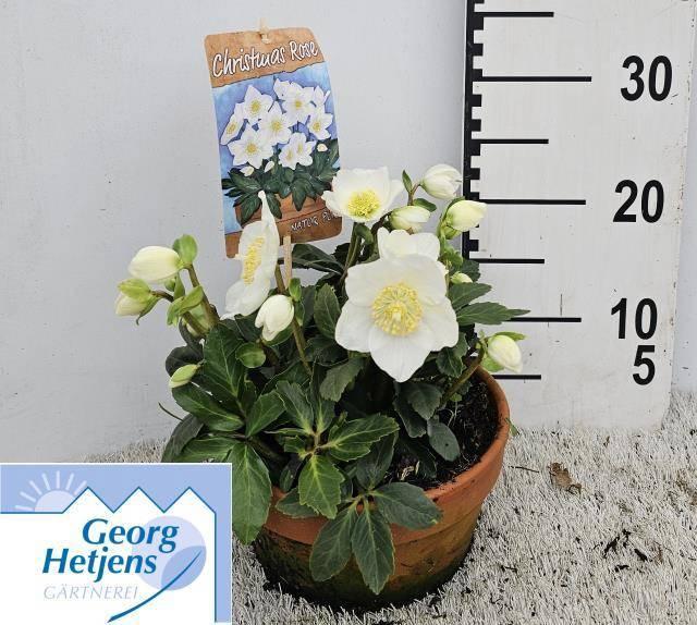 Горшечные цветы и растения оптом Hell Ni Hgc Jasper от 1шт из Голландии с доставкой по России