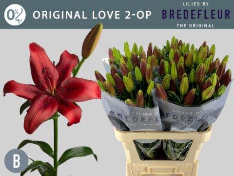 Срезанные цветы оптом Lilium la original love от 60шт из Голландии с доставкой по России