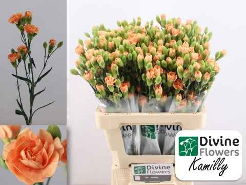 Срезанные цветы оптом Dianthus sp kamilly от 60шт из Голландии с доставкой по России