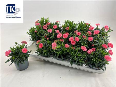 Горшечные цветы и растения оптом Dian Osc Pink от 15шт из Голландии с доставкой по России