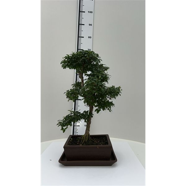 Горшечные цветы и растения оптом Bonsai Ligustrum Sinense, Pot 22cm, Height 55cm. W от 1шт из Голландии с доставкой по России