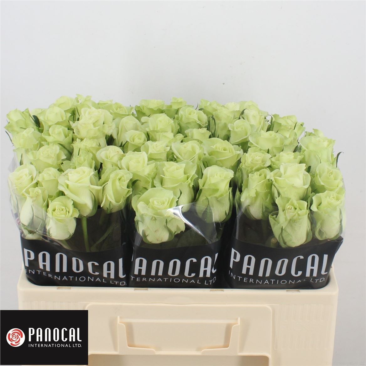 Срезанные цветы оптом Rosa large noelle! от 60шт из Голландии с доставкой по России