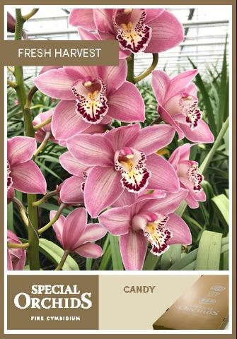 Срезанные цветы оптом Cymbidium pink candy от 6шт из Голландии с доставкой по России