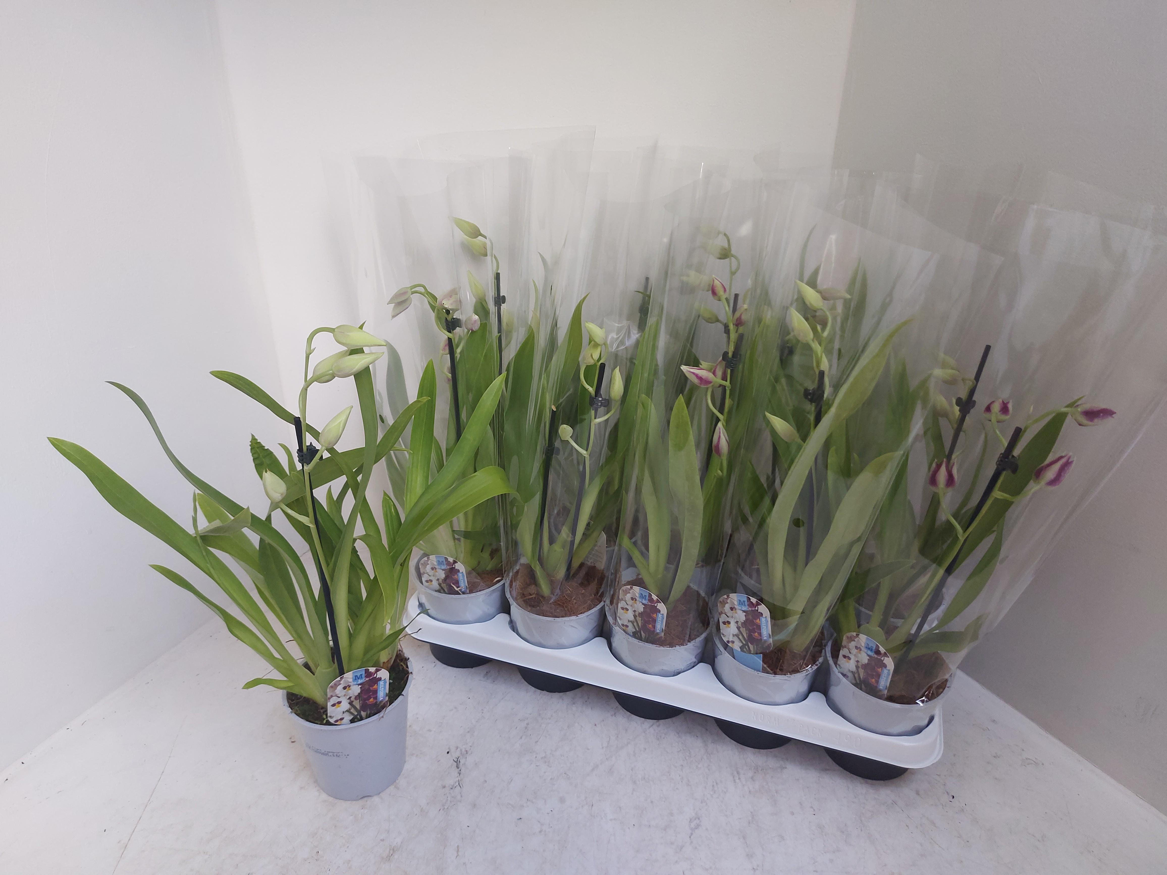 Горшечные цветы и растения оптом Miltonia 1st Mix от 10шт из Голландии с доставкой по России