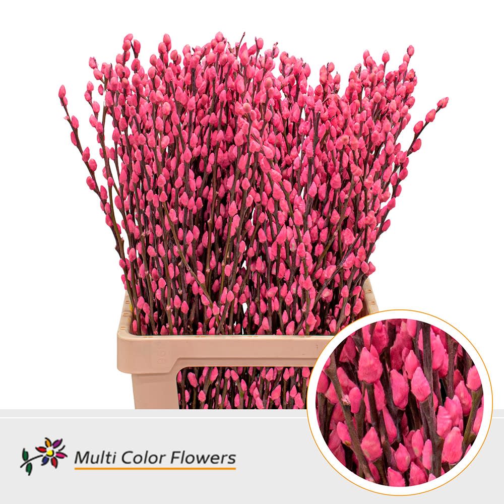 Срезанные цветы оптом Salix paint pussy willow pink A от 200шт из Голландии с доставкой по России