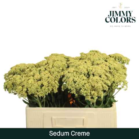 Срезанные цветы оптом Sedum paint cream от 25шт из Голландии с доставкой по России