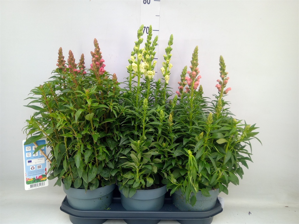 Горшечные цветы и растения оптом Antirrhinum Majus   ...mix от 3шт из Голландии с доставкой по России