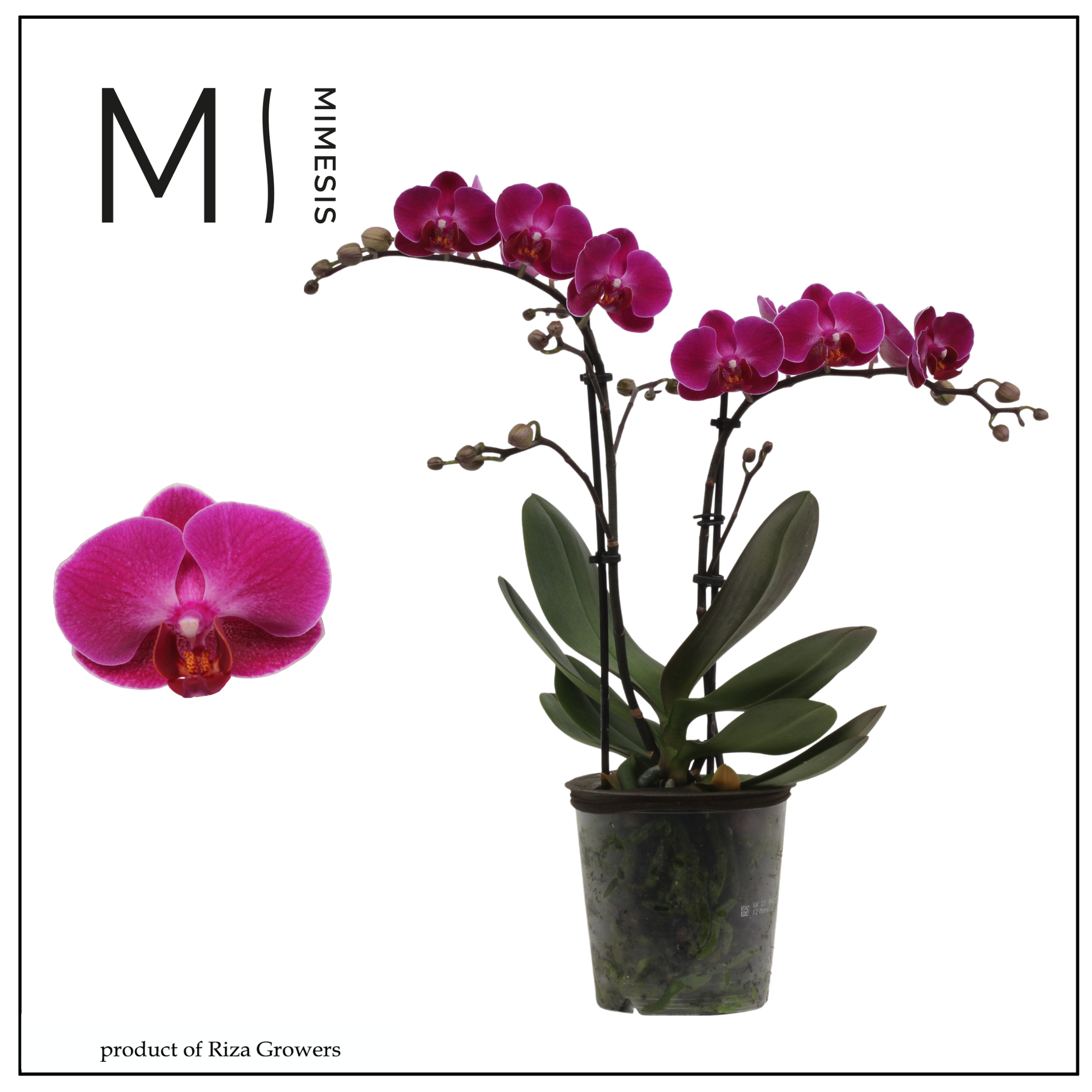 Горшечные цветы и растения оптом Phal 2st Morelia 22+ (orchid Growers) от 10шт из Голландии с доставкой по России