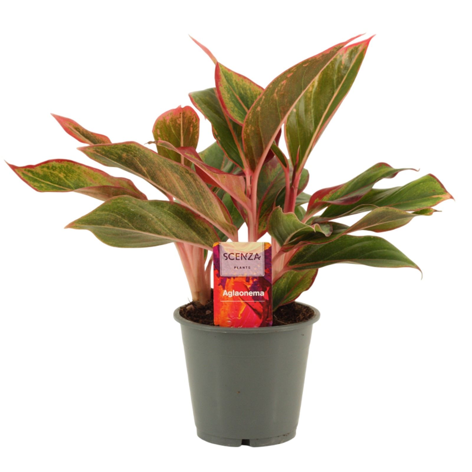 Горшечные цветы и растения оптом Aglaonema Crete от 10шт из Голландии с доставкой по России