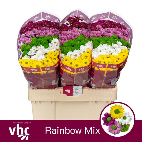 Срезанные цветы оптом Chrys sa mix rainbow от 75шт из Голландии с доставкой по России