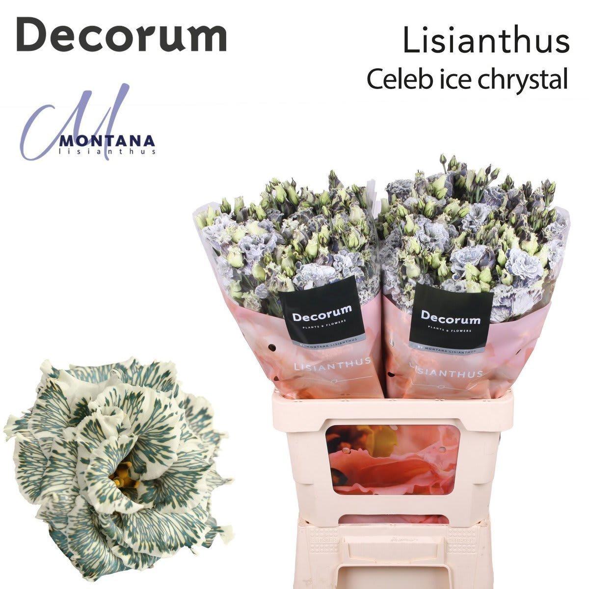 Срезанные цветы оптом Lisianthus do paint celeb ice crystal от 20шт из Голландии с доставкой по России