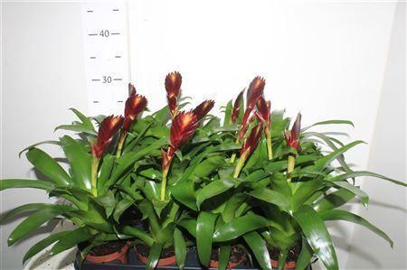 Горшечные цветы и растения оптом Vries Cathy Paars от 12шт (для телеги) из Голландии с доставкой по России Горшечные цветы и растения оптом Vries Cathy Paars от 12шт (для телеги) из Голландии с доставкой по России