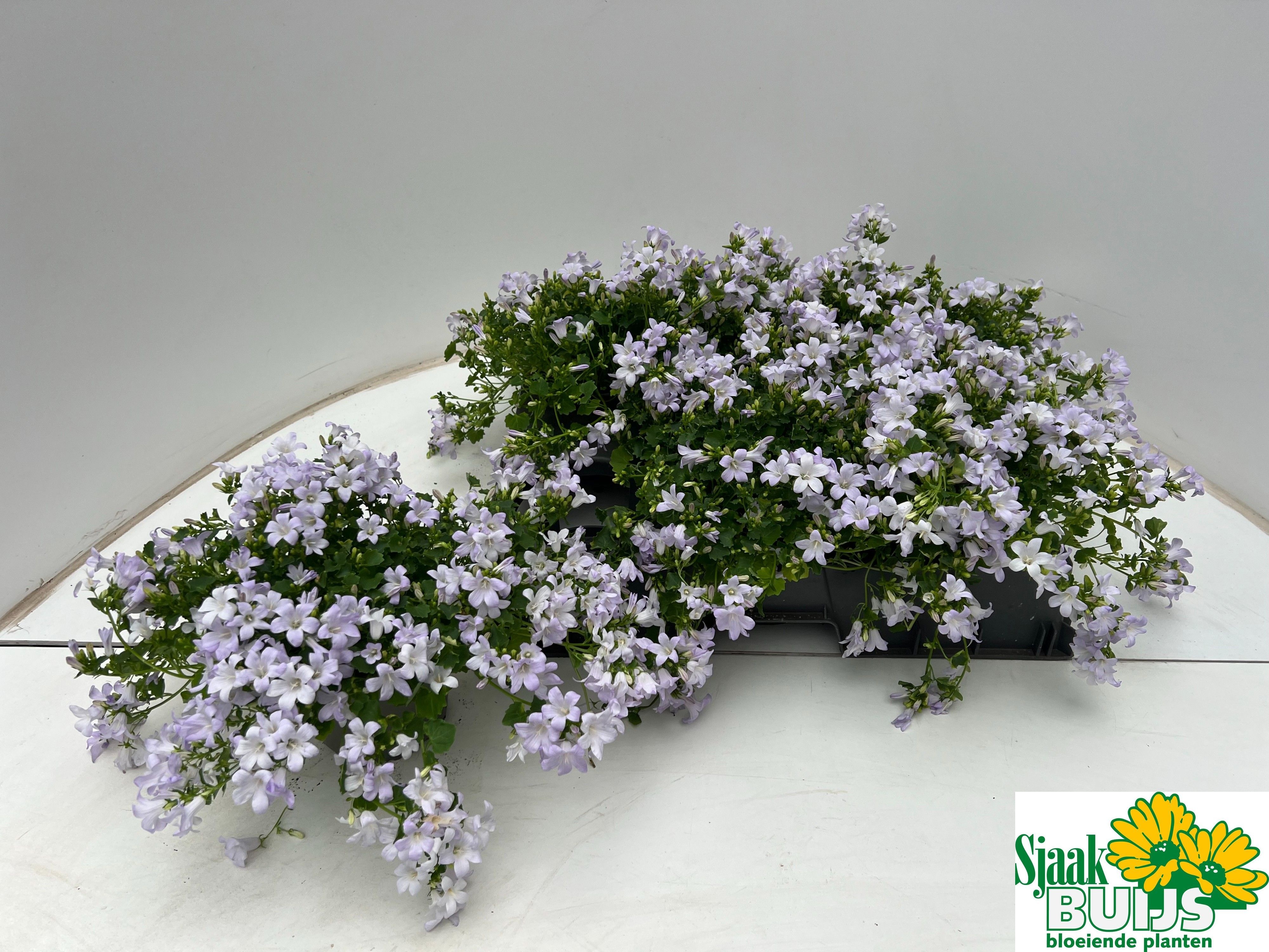 Горшечные цветы и растения оптом Camp Por Kane от 6шт (для телеги) из Голландии с доставкой по России