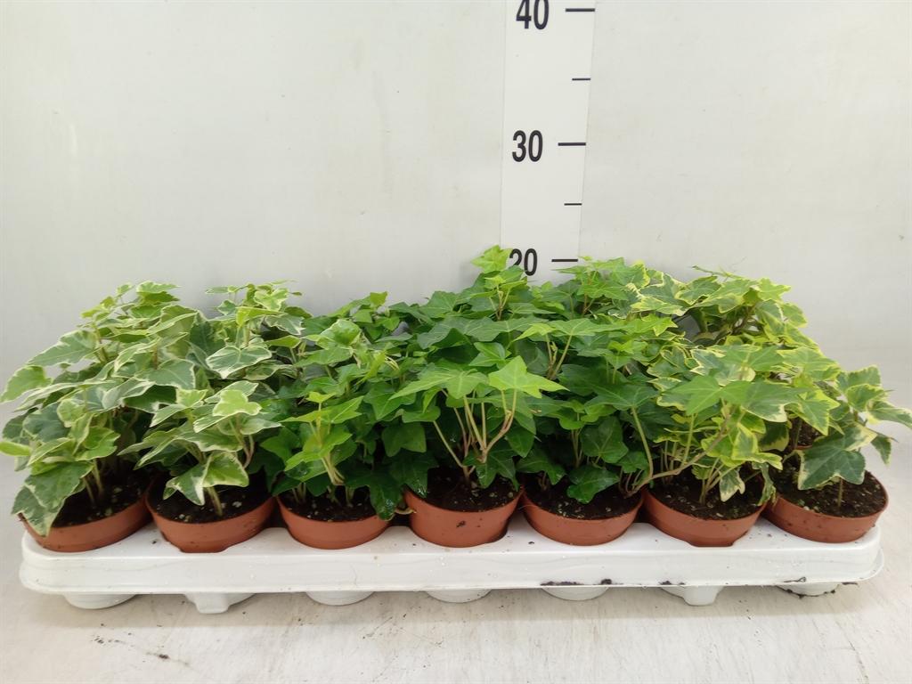 Горшечные цветы и растения оптом Hedera   ...mix от 21шт (для телеги) из Голландии с доставкой по России