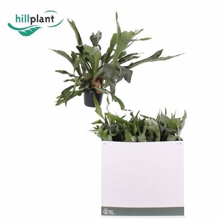 Горшечные цветы и растения оптом Platyc B Netherlands Hangpot от 6шт из Голландии с доставкой по России