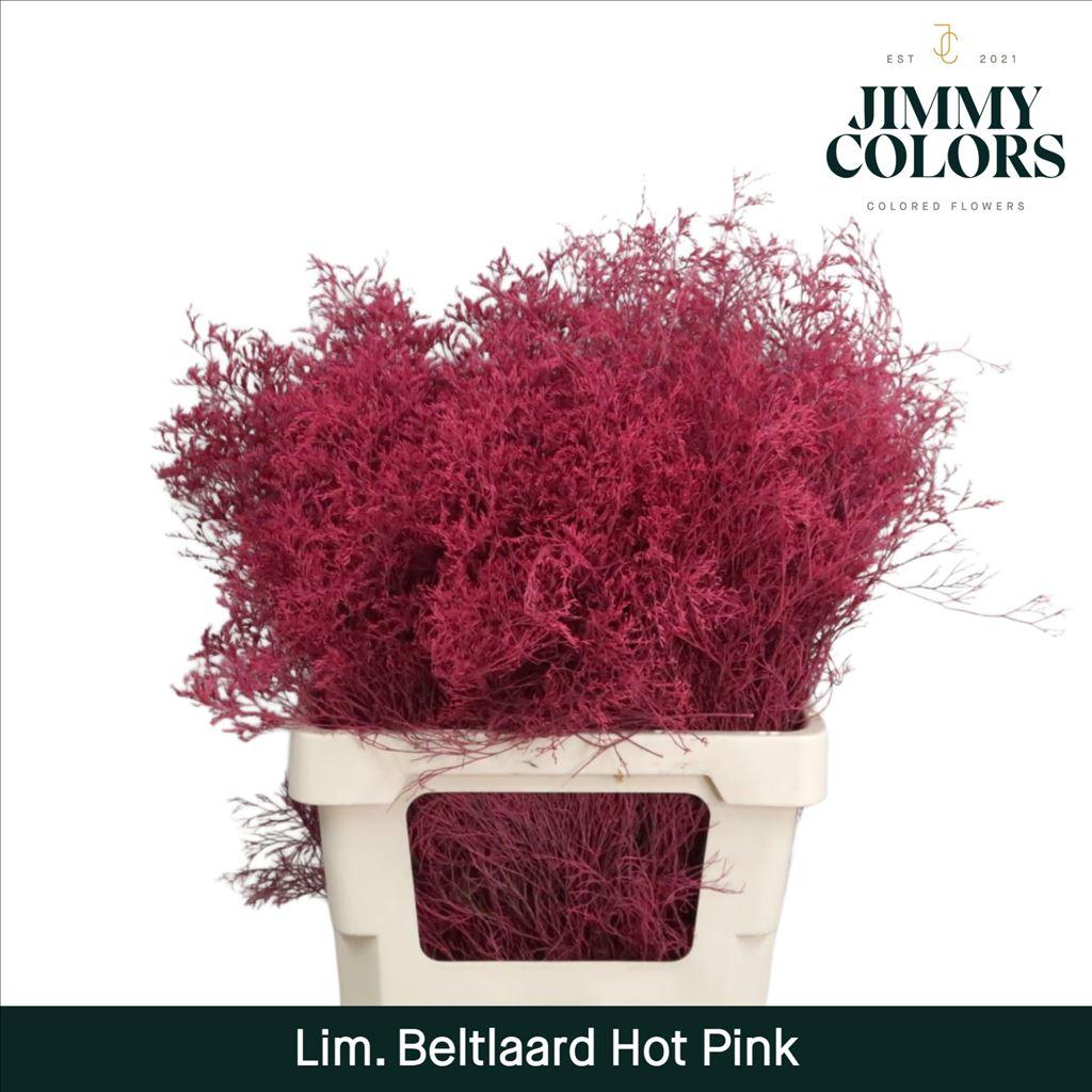 Срезанные цветы оптом Limonium beltlaard paint hot pink от 50шт из Голландии с доставкой по России