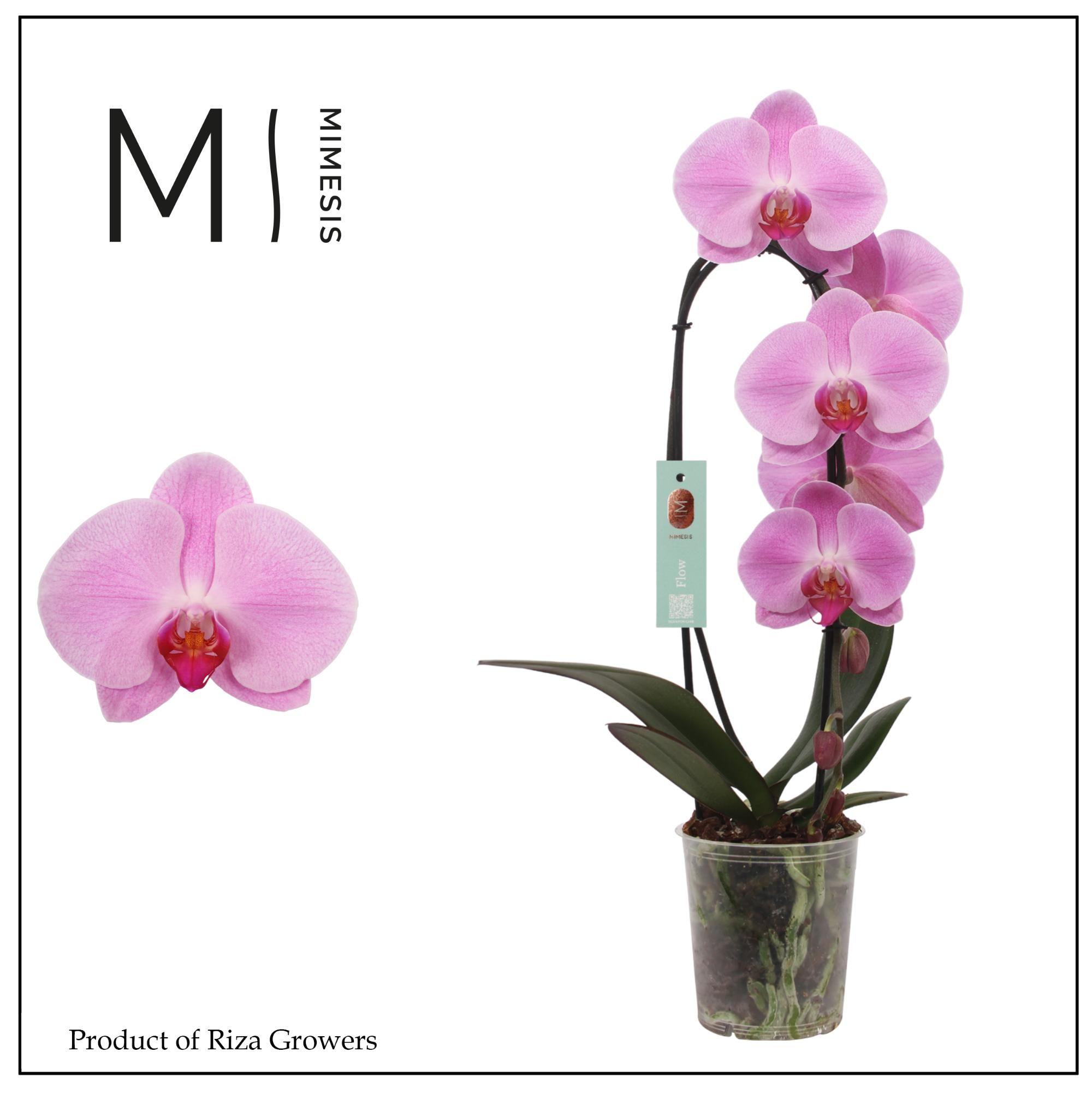 Горшечные цветы и растения оптом Phal 1st Flow Pink Naomi 8+ (mimesis) от 8шт из Голландии с доставкой по России