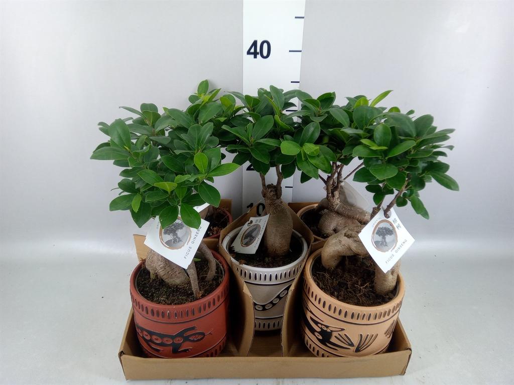 Горшечные цветы и растения оптом Ficus Microcarpa ginseng от 5шт из Голландии с доставкой по России