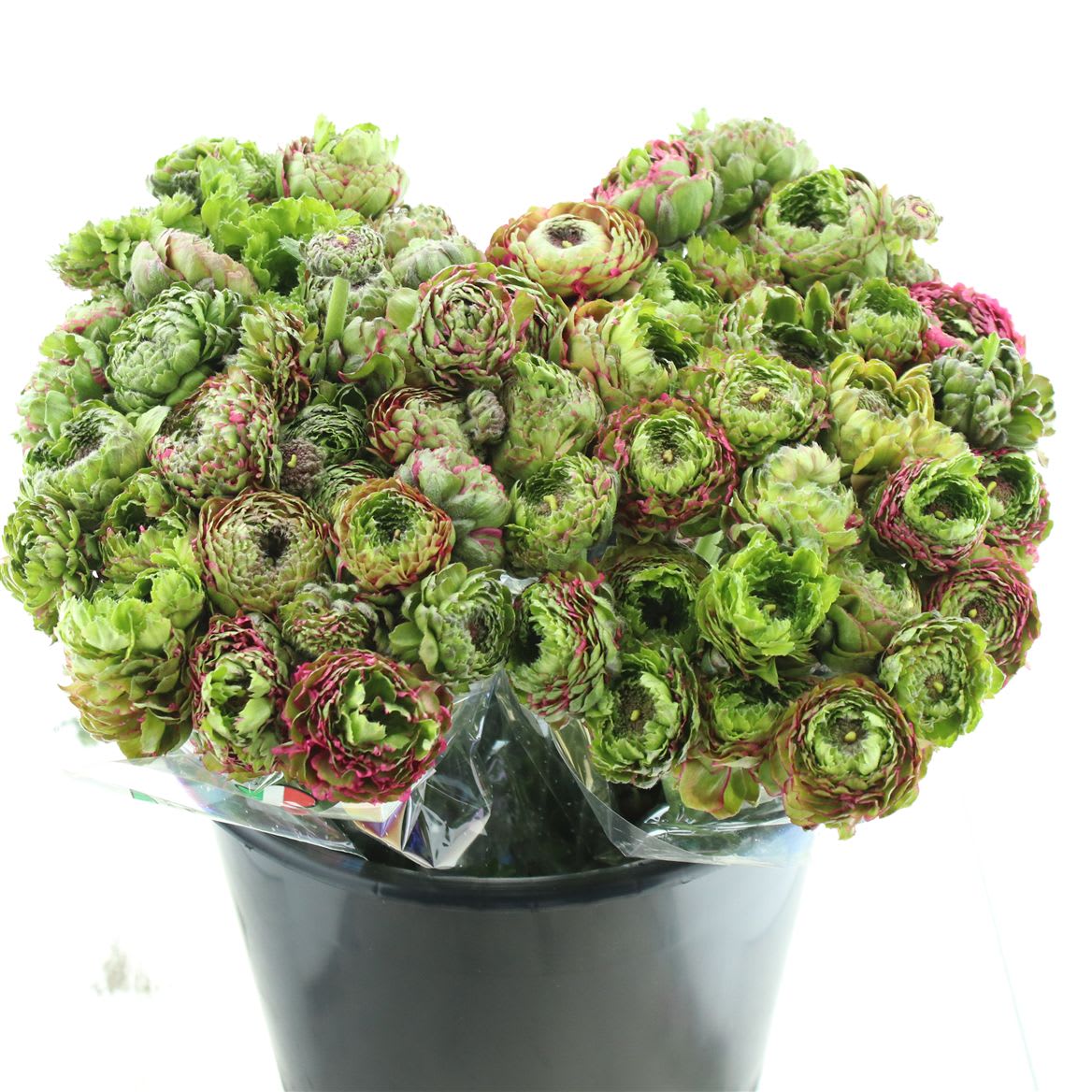 Срезанные цветы оптом Ranunculus pon pon aladdin от 100шт из Голландии с доставкой по России